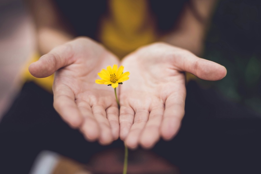 Picture of hands open with a flower in the palm
