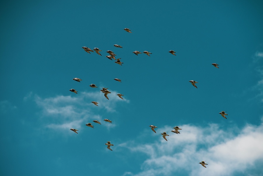 Image of birds in the sky